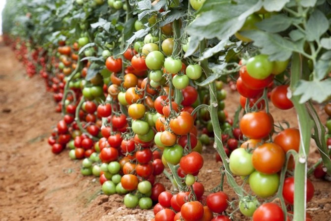 Farmer holding produce
