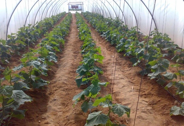 Planting