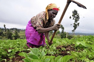 Open Field Farming